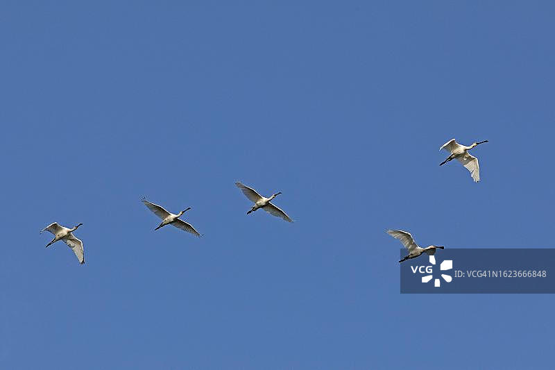 飞翔的琵鹭，德国石勒苏益格-荷尔斯泰因州图片素材