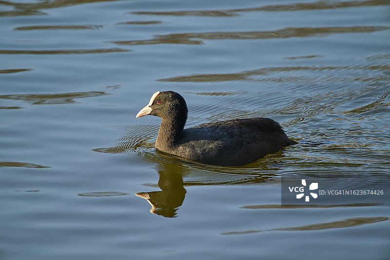 普通骨顶鸡在德国巴伐利亚州的湖中游泳图片素材