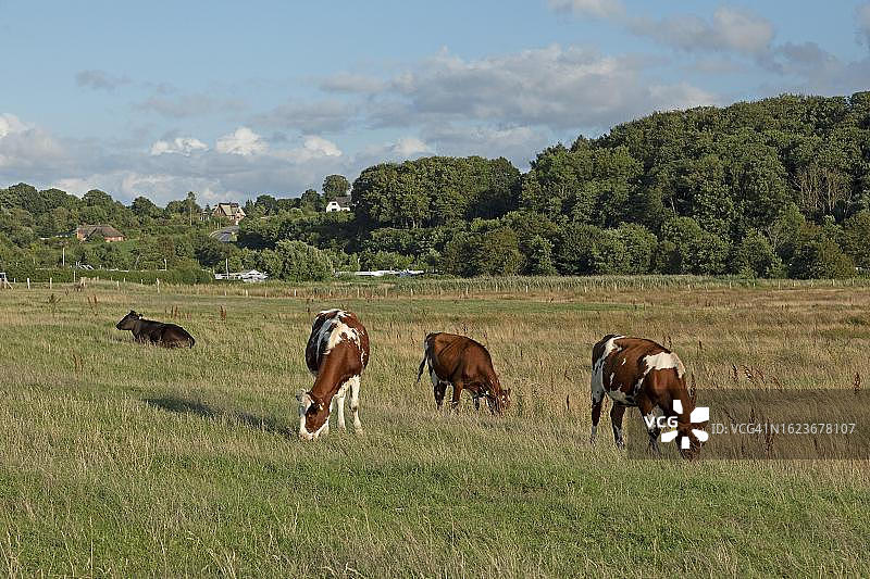 德国石勒苏益格-荷尔斯泰因州朗巴利高地区的奶牛图片素材