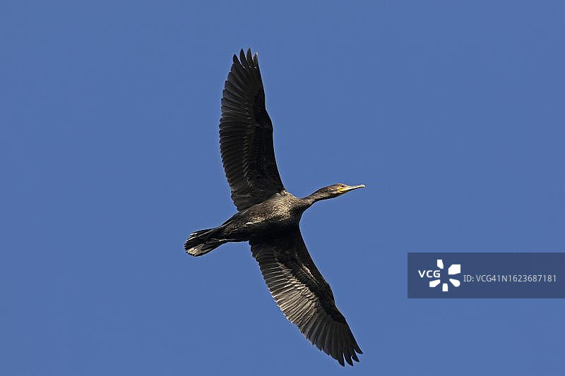 在德国石勒苏益格-荷尔斯泰因州格尔廷格比尔克飞翔的鸬鹚图片素材