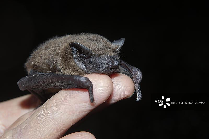 普通夜鹰幼鸟在人手中，德国勃兰登堡图片素材