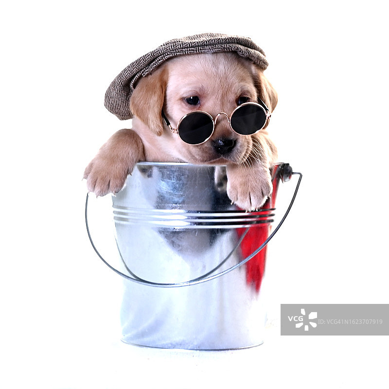 4-6周大的拉布拉多幼犬图片素材