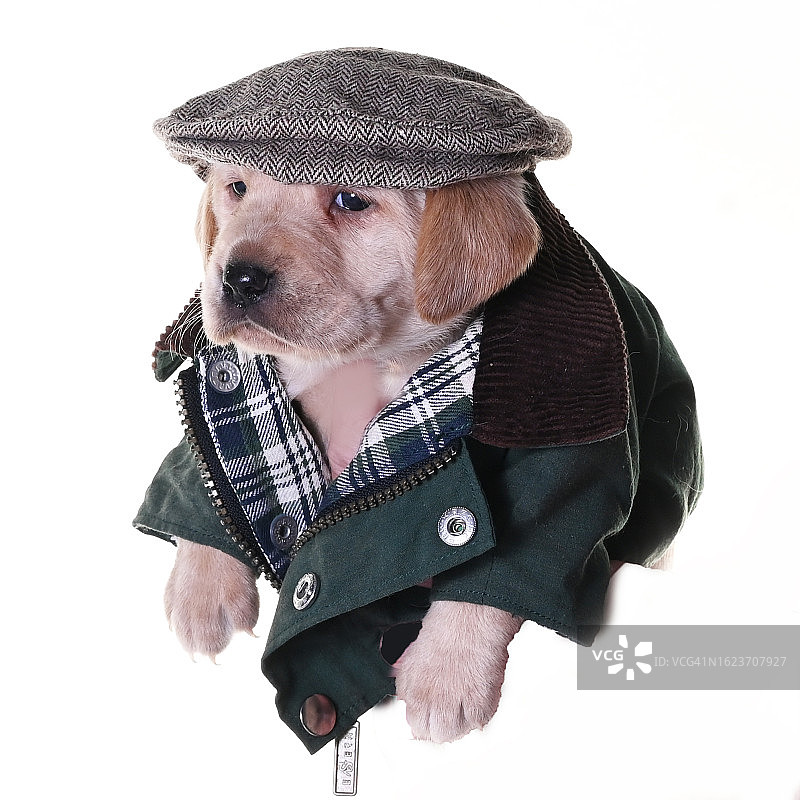 4-6周大的拉布拉多幼犬图片素材