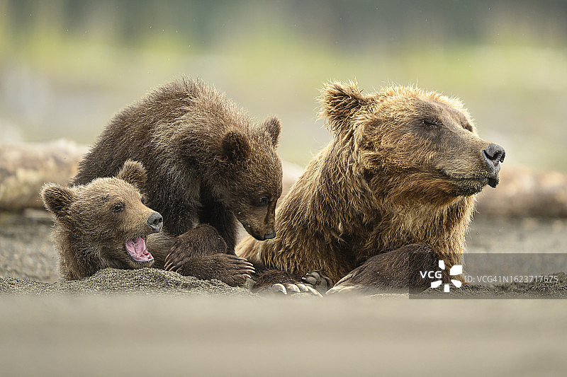 熊妈妈和两只幼崽在沙滩上图片素材