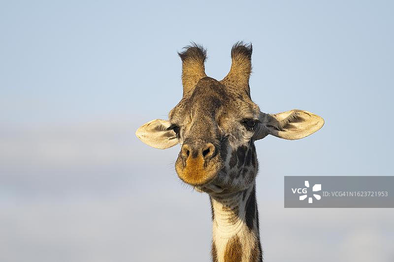 坦桑尼亚恩杜图保护区：马赛长颈鹿动物画像图片素材