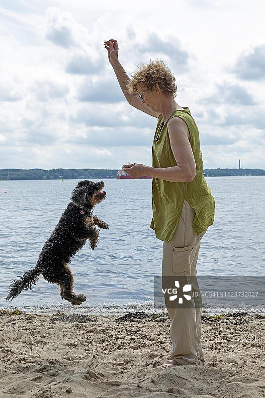 女人在德国基尔峡湾海滩与狗玩耍图片素材