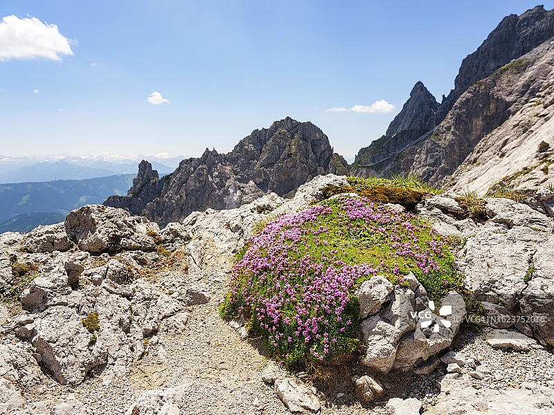 奥地利上奥地利州戈绍卡姆岩石中的藓状女娄菜图片素材