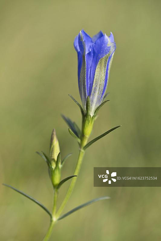 德国下萨克森埃姆斯兰的沼泽龙胆图片素材