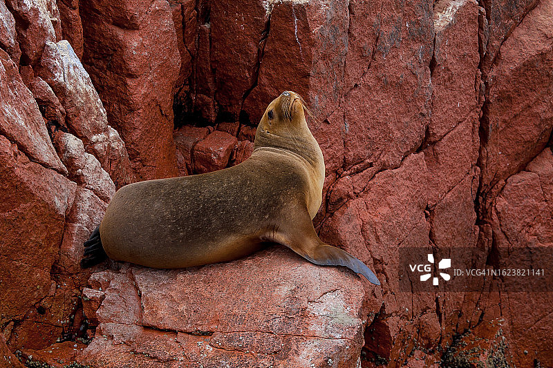 秘鲁帕拉卡斯巴列斯塔斯群岛图片素材