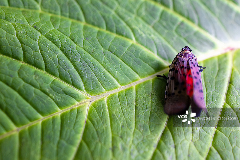 极绿叶子上的入侵性斑点灯笼图片素材