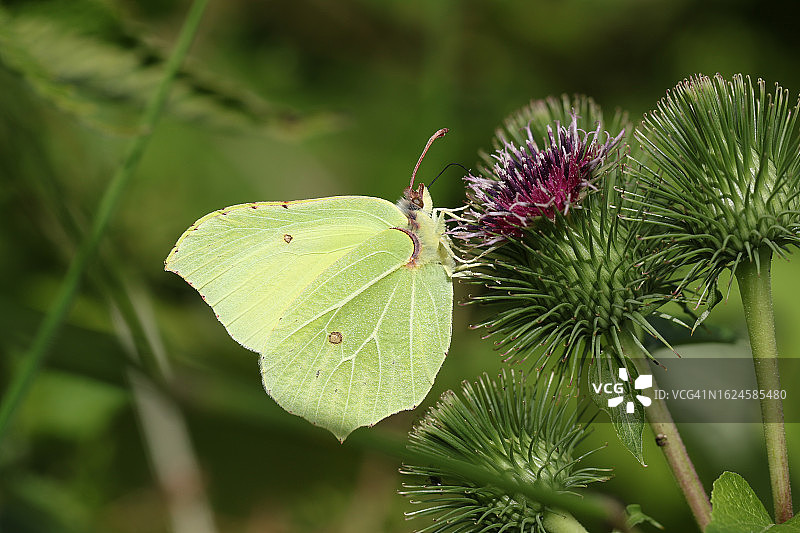 一只漂亮的粉蝶在牛蒡花上采蜜图片素材