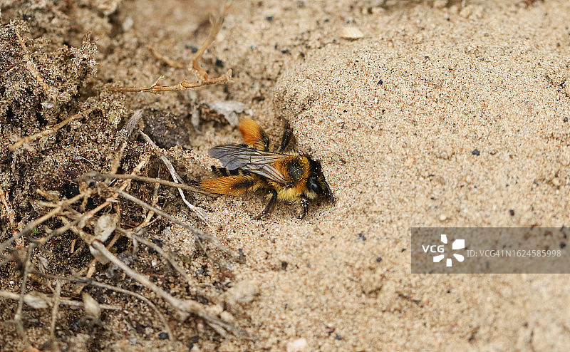 毛腿采矿蜂在沙地里挖洞图片素材