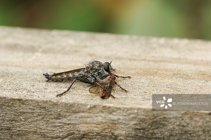 长尾掠蝇（Machimus atricapillus）栖息在木栅栏上，以苍蝇为食图片素材