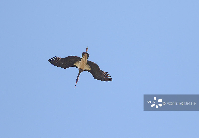 蓝天中飞翔的罕见黑鹳图片素材