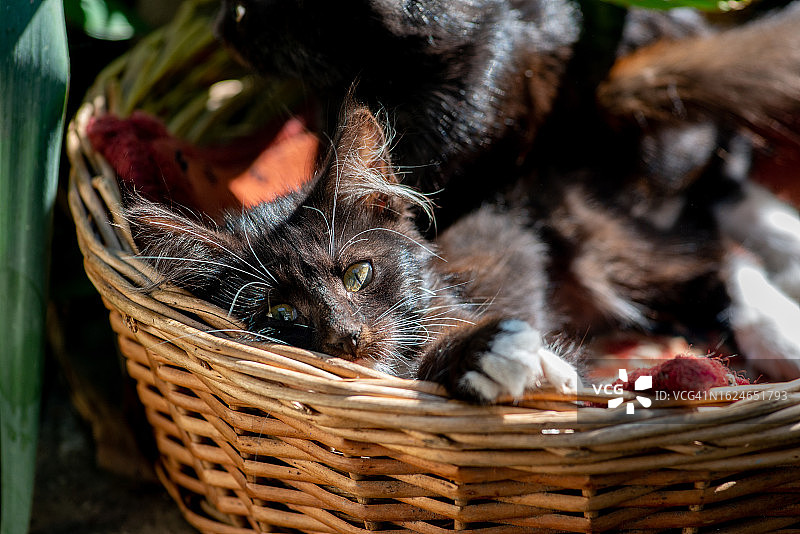 篮子里有白色八字胡的黑色小猫图片素材
