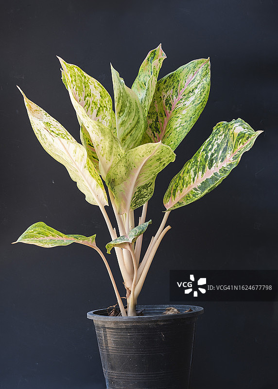 红绿万年青特写图片素材