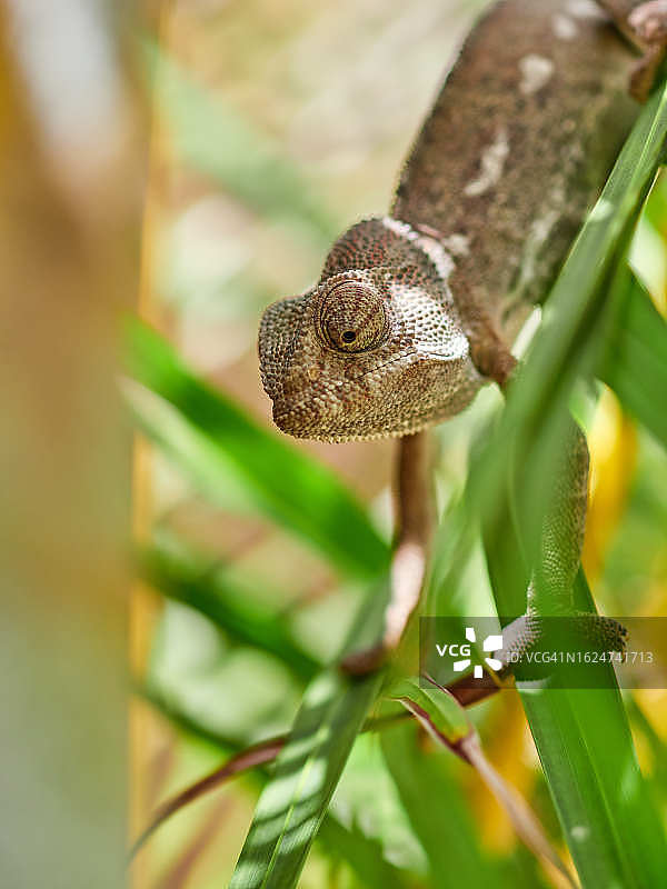 普通变色龙在地中海橄榄树上，马拉加，西班牙图片素材