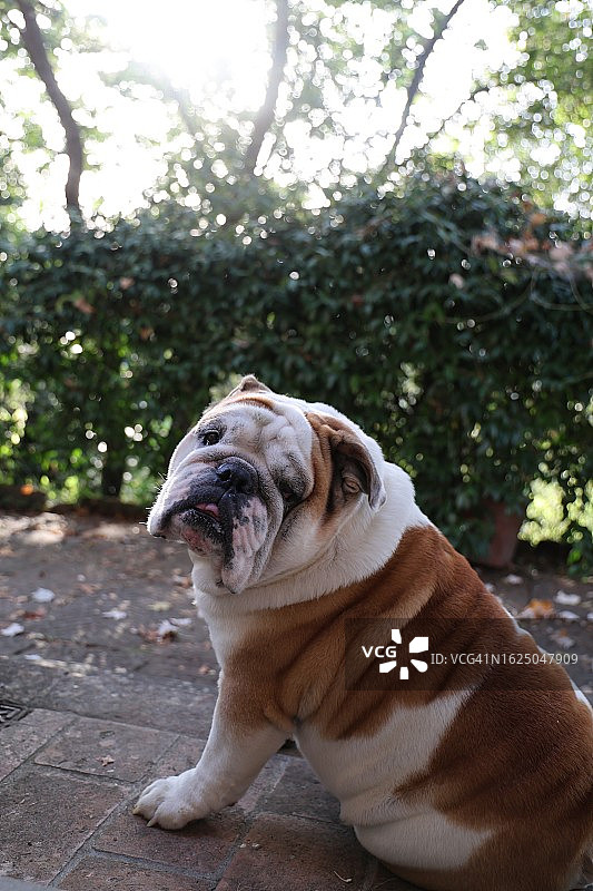 斗牛犬肖像图片素材