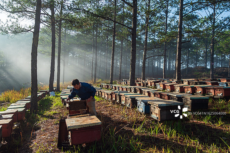 阳光明媚的早晨在养蜂场采蜜图片素材