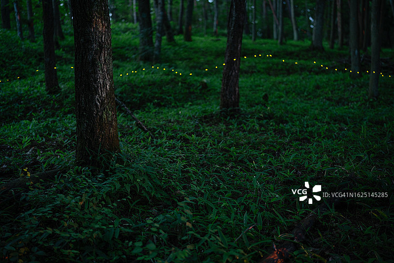 夜晚森林中发光的萤火虫图片素材