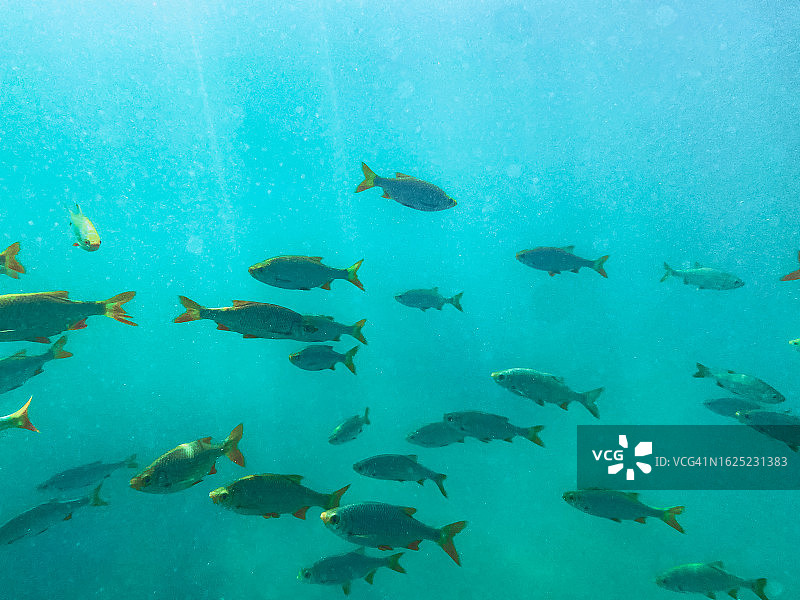 水下鱼群，红眼鱼图片素材