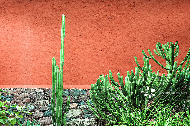 仙人掌花园图片素材