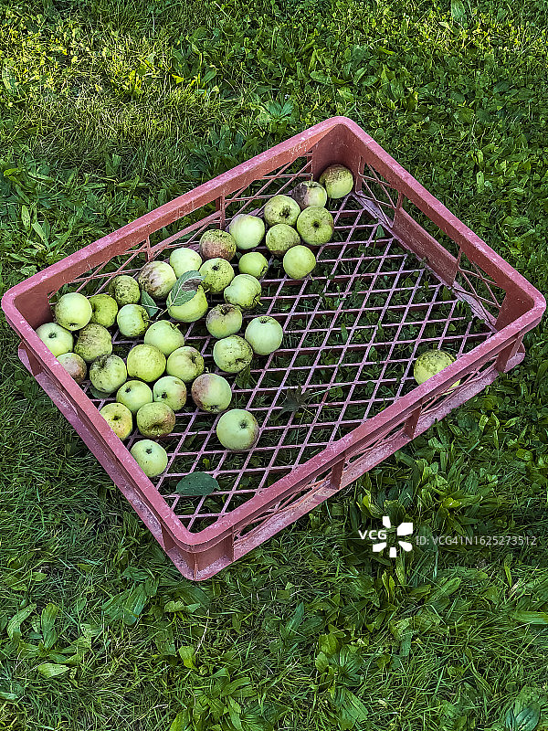 草地上的苹果篮图片素材