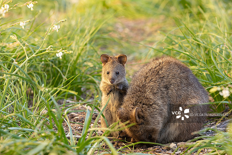 短尾矮袋鼠宝宝图片素材