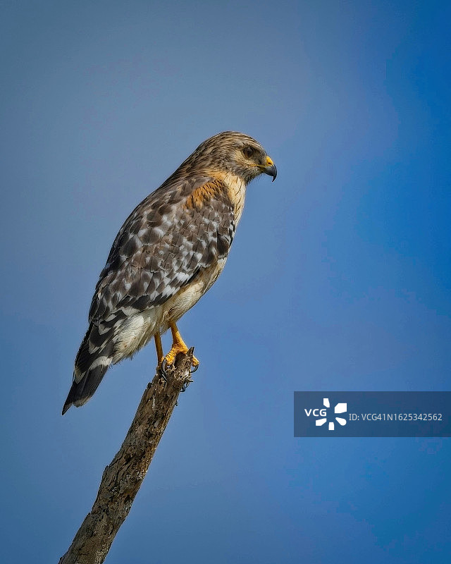 红肩鹰图片素材