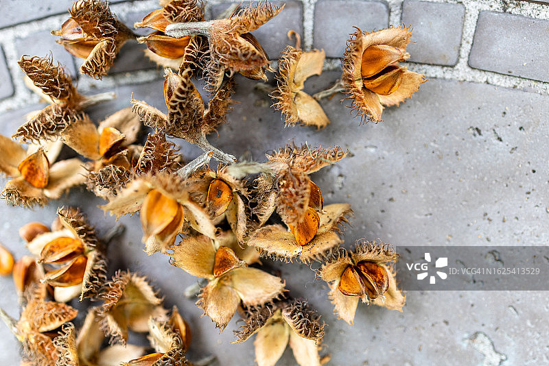 干燥的山毛榉果壳和种子图片素材