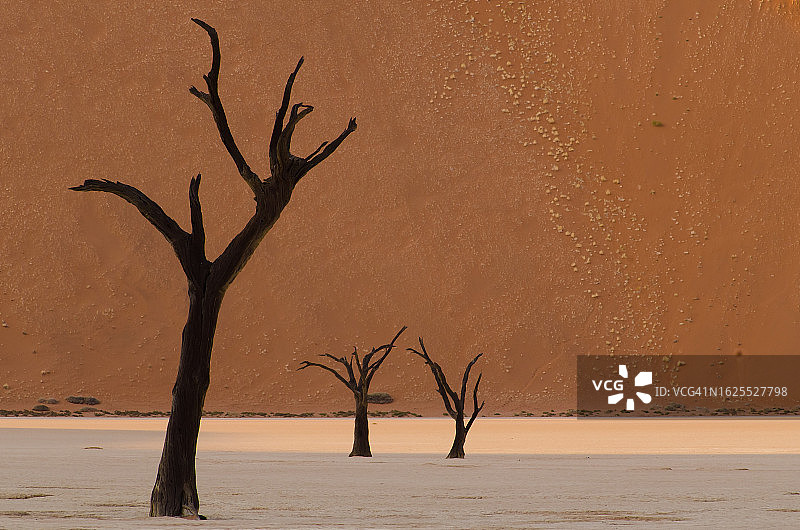 三棵枯树图片素材