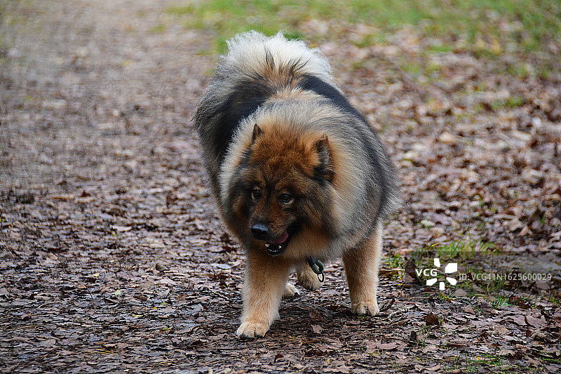 欧亚犬肖像（法国）图片素材