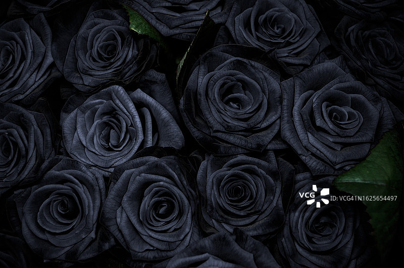 黑色玫瑰背景特写花朵纹理图片素材