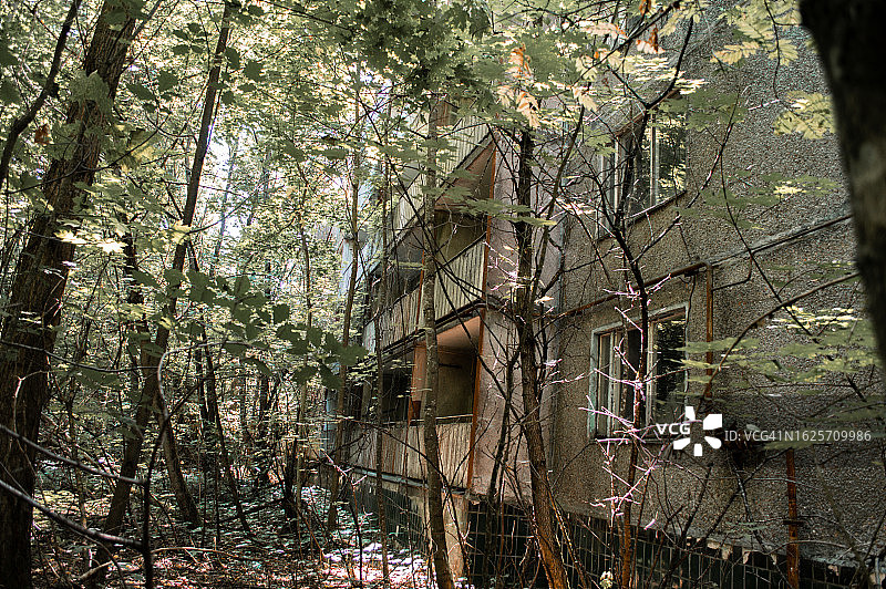 普里皮亚季市一栋长满树木的废弃放射性建筑物图片素材