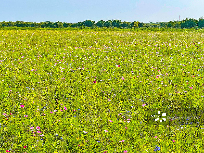 萨加波纳克野花与树木图片素材