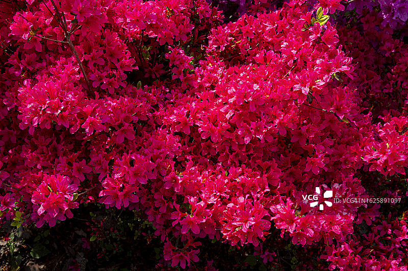 红色杜鹃花丛特写图片素材