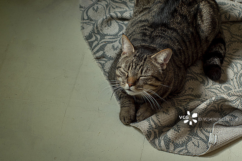 漂亮的虎斑猫在地毯上放松图片素材
