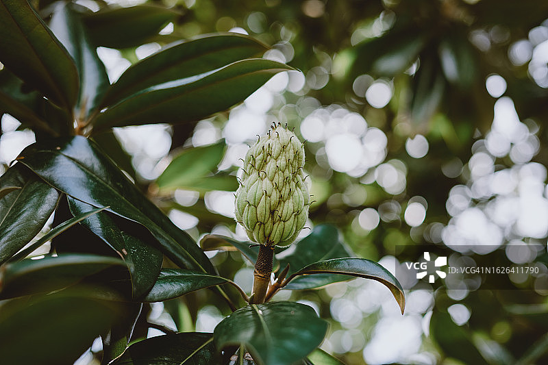 南方木兰树的树叶和种子荚图片素材