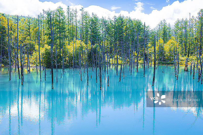 日本北海道美瑛拼布之路地标，蓝色池塘的松树倒影图片素材