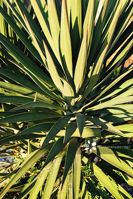 阳光下的热带棕榈树龙舌兰植物一角图片素材