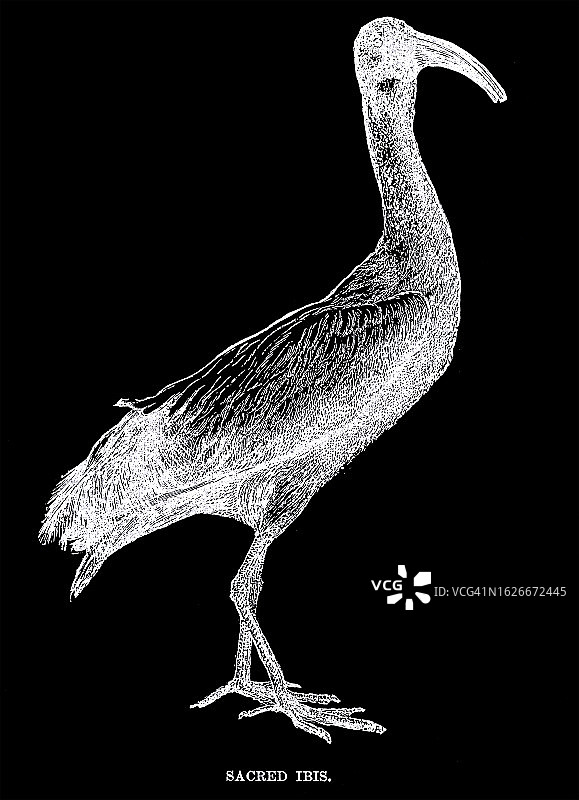 旧版画非洲圣鹮插图图片素材