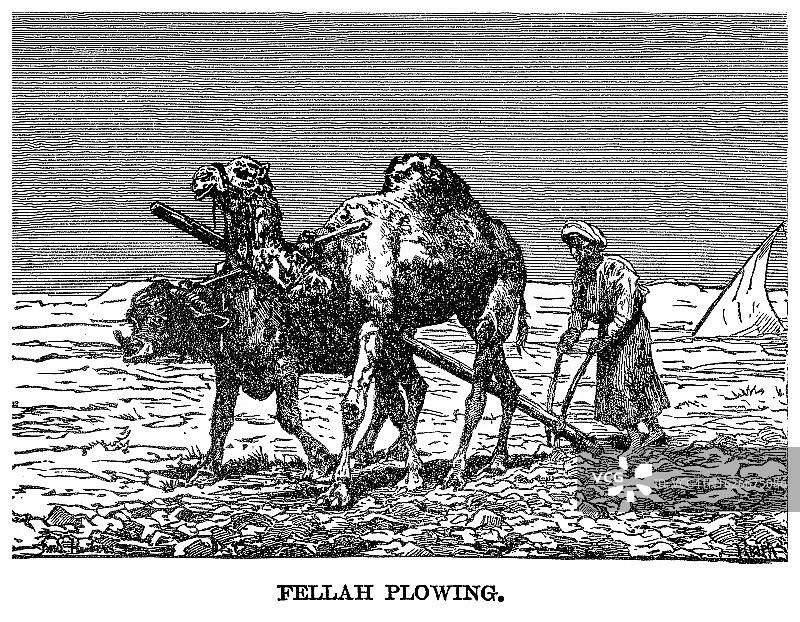 埃及农民与牛和骆驼在法尤姆耕作古版画图片素材