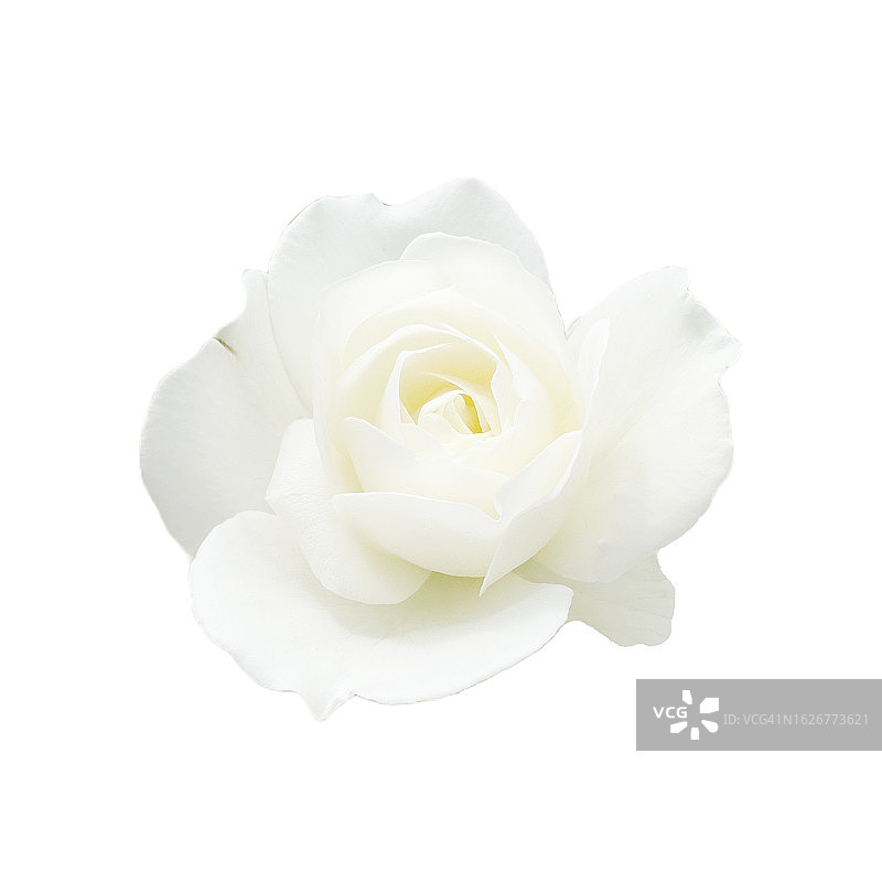 白色背景下的白玫瑰图片素材