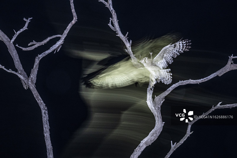 非洲spotted雕鸮图片素材