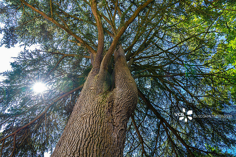 阳光下的天然云杉树林图片素材