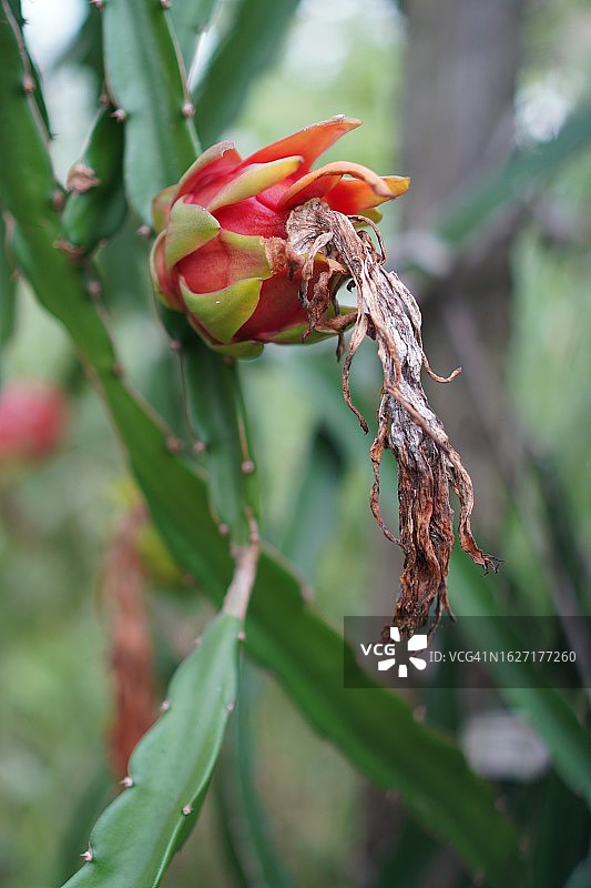 火龙果，仙人掌科，Hylocereus树图片素材