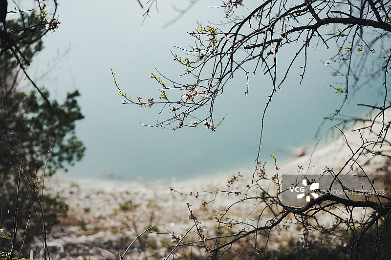 白色杏花树枝图片素材