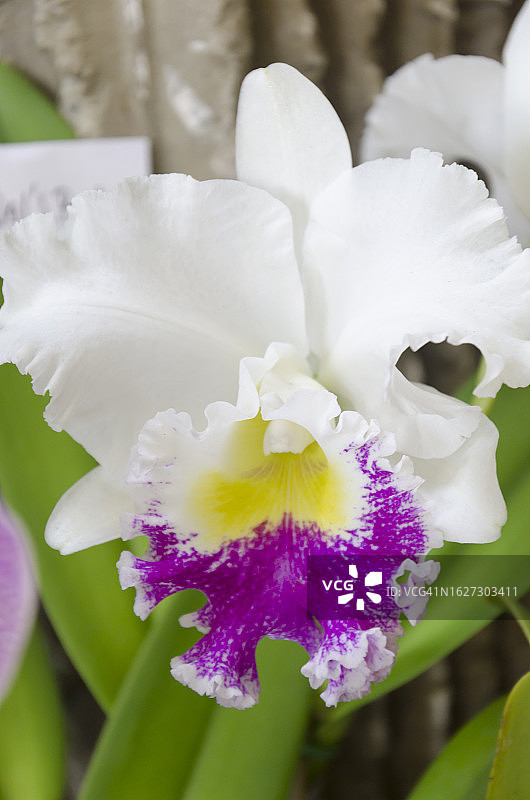 卡特兰图片素材