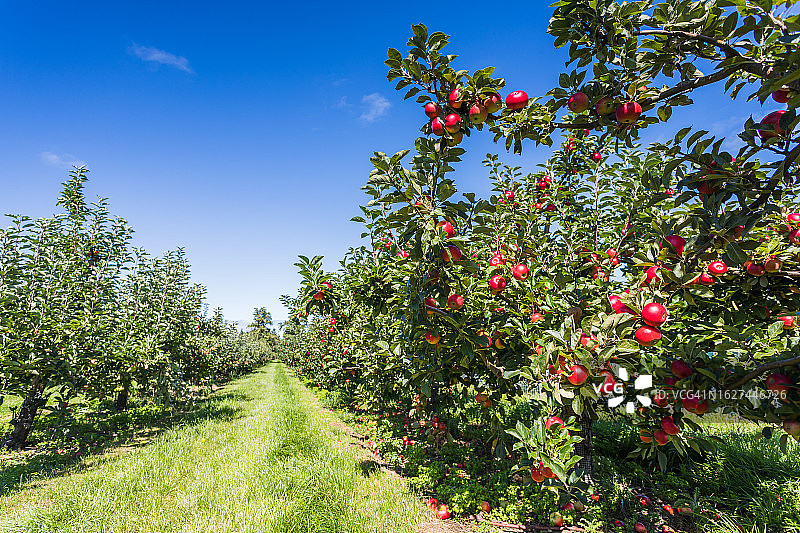 准备收割的苹果园图片素材