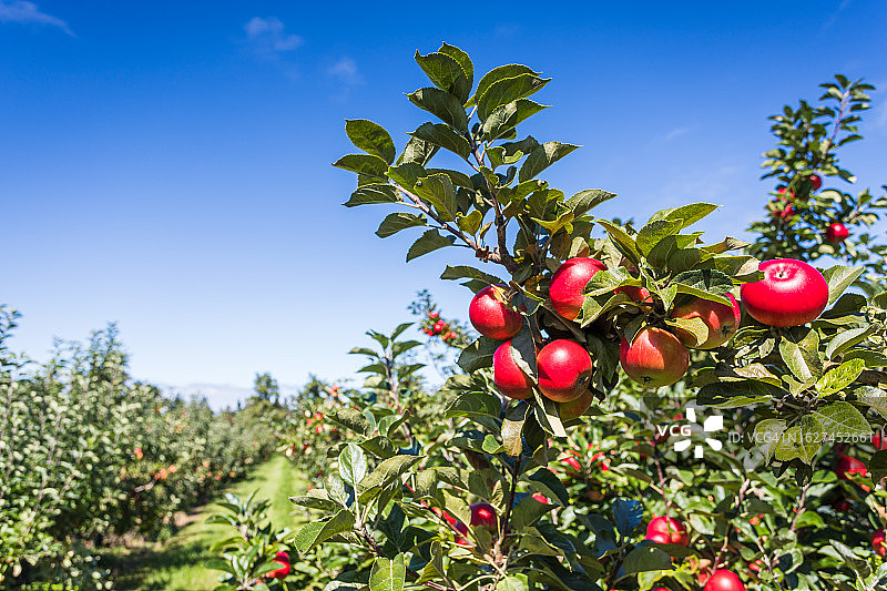 树上的特写红苹果图片素材